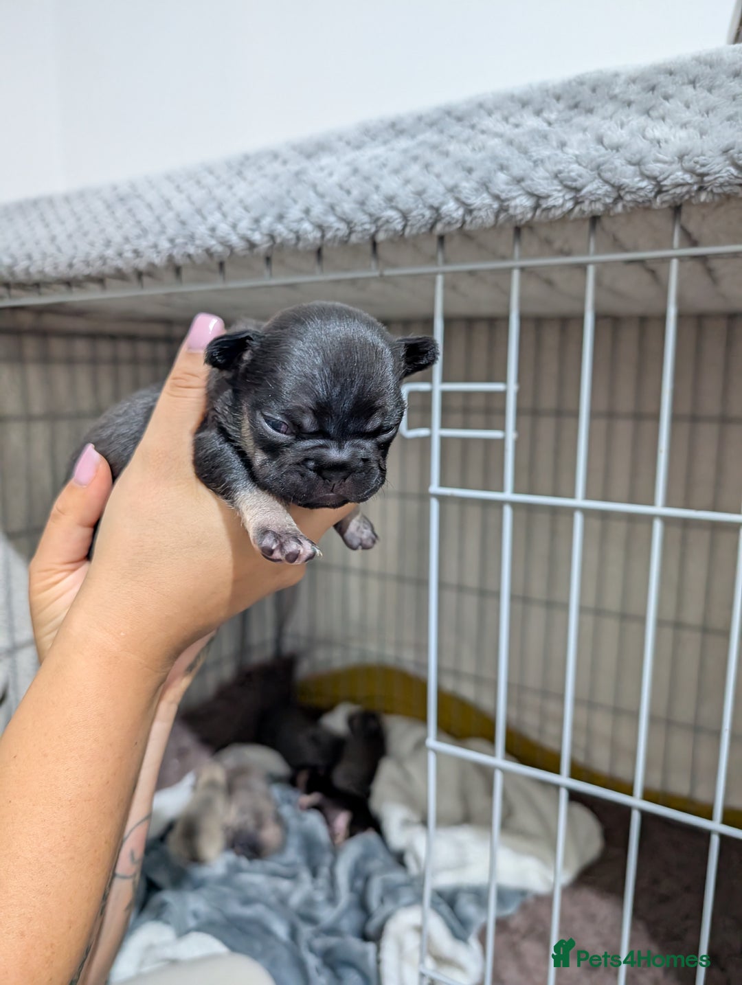French Bulldog dogs for sale: French dog for sale  - Image 10