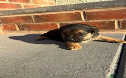 Jack Russell dogs for sale: Jack russells puppies  - Image 5