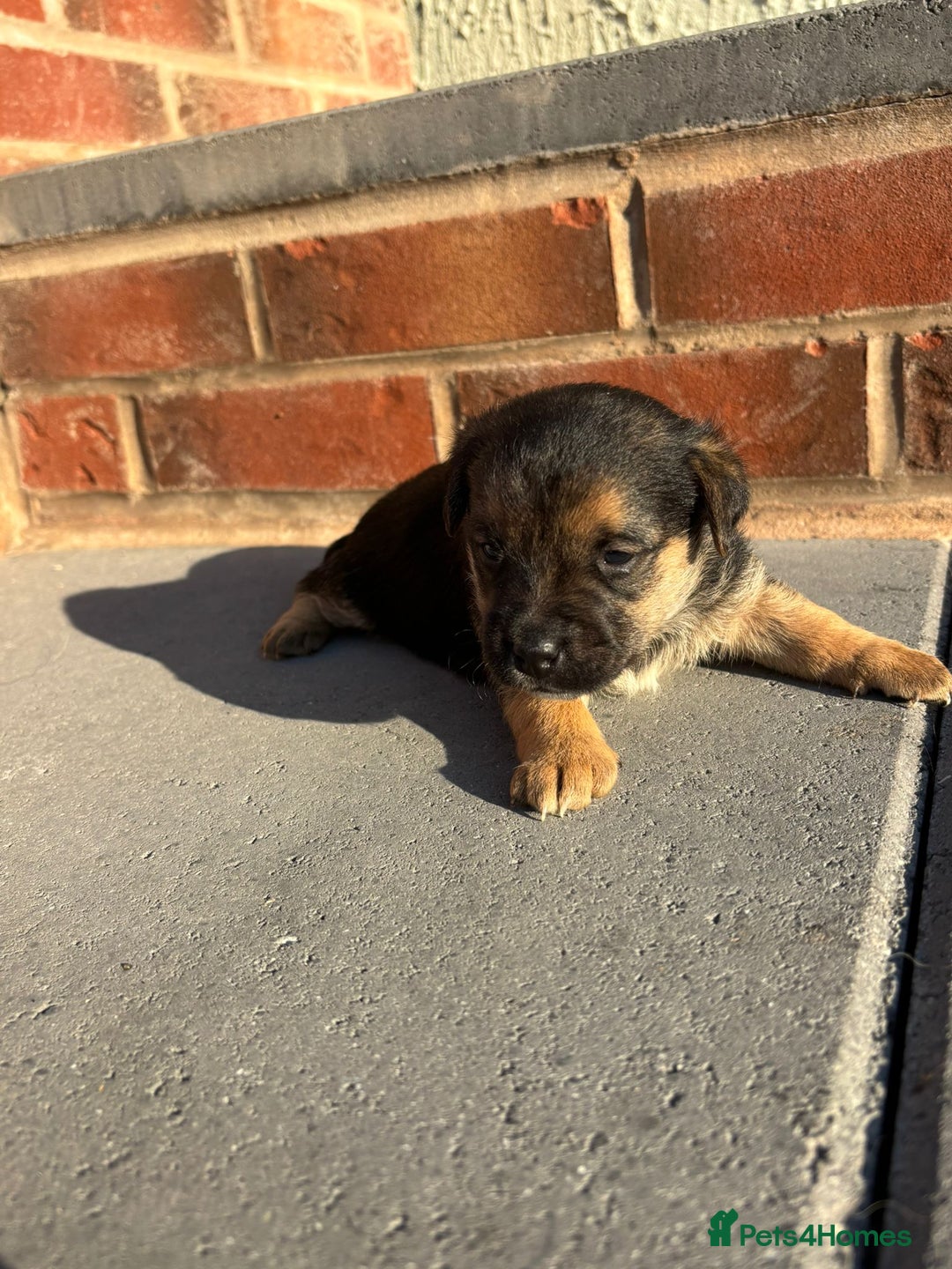 Jack Russell dogs for sale: Jack russells puppies  - Image 5