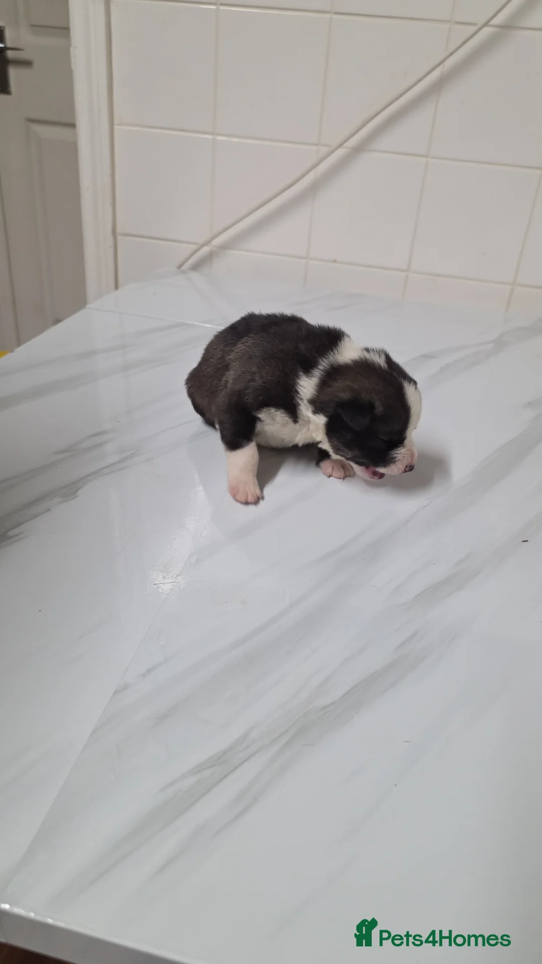 Mixed Breed dogs for sale: Siberian husky & American stuffy mix bread pupies - Advert 4