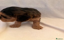 Cockapoo dogs for sale: F1 Cockapoo puppies, KC parents, health tested! - Image 7
