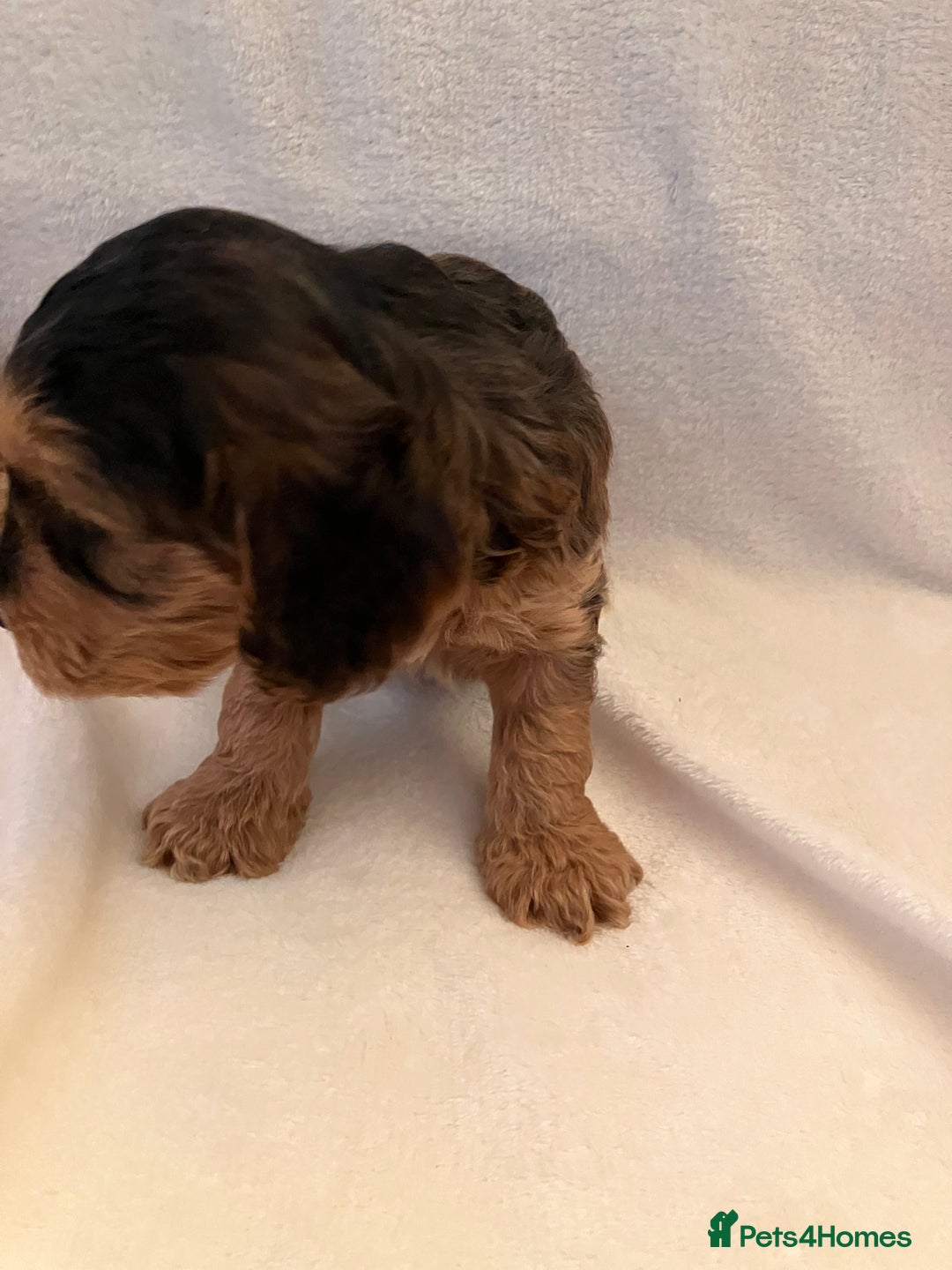 Cockapoo dogs for sale: F1 Cockapoo puppies, KC parents, health tested! - Image 7