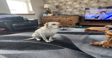 Labrador Retriever dogs - Advert 1