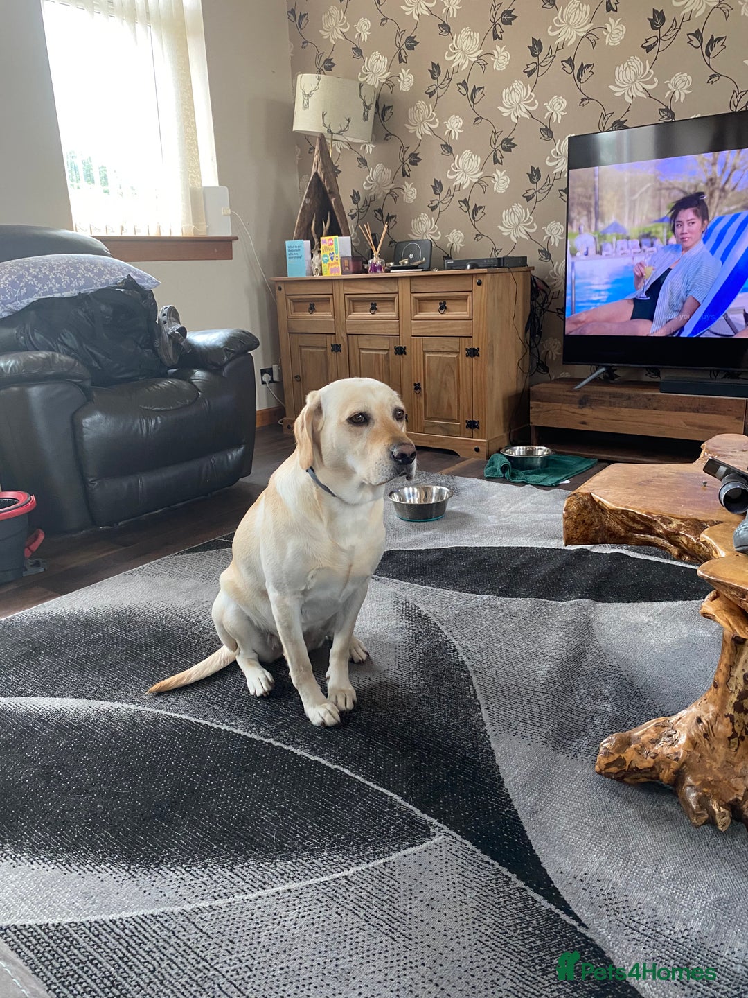 Labrador Retriever dogs for sale: Working Labrador Retriever puppies - Image 2