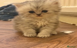 Persian cats for sale: Beautiful Persian Kittens - Image 3