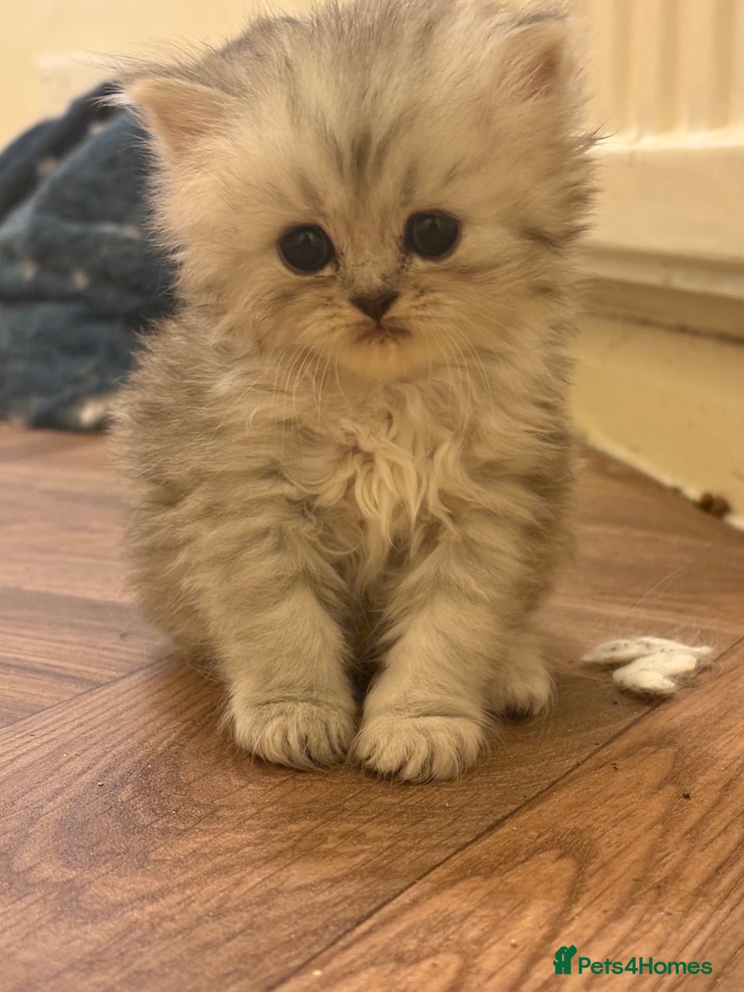 Persian cats for sale: Beautiful Persian Kittens - Image 3