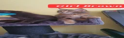 Maine Coon cats for sale: Maine coon kittens 😸 2 boys and 2 girls - Advert 7
