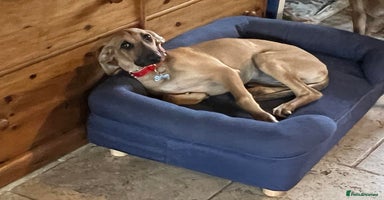 Mixed Breed dogs - Advert 2