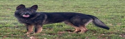 German Shepherd dogs for stud: Fully health tested German shepherd stud - Advert 3