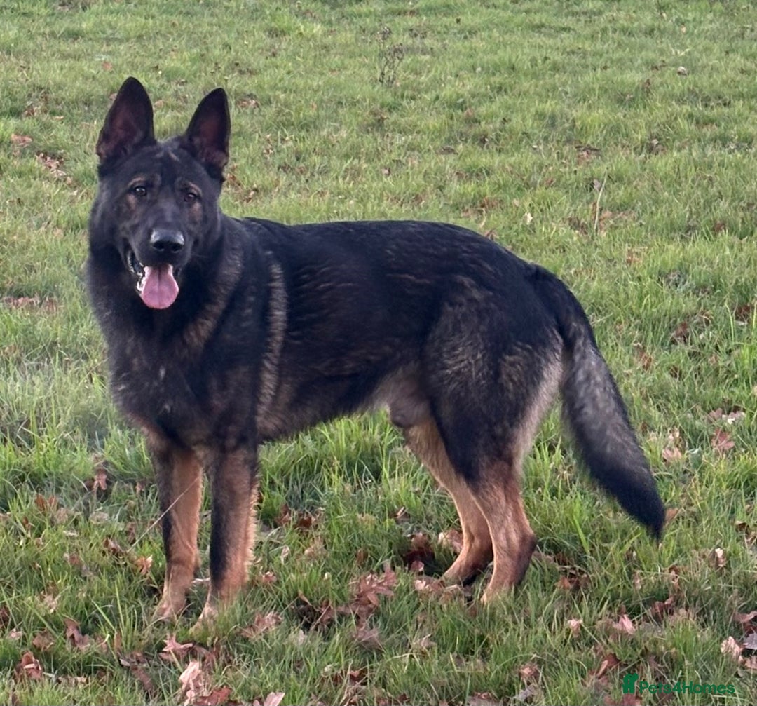 German Shepherd dogs for stud: Fully health tested German shepherd stud - Advert 3