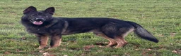 German Shepherd dogs for stud: Beautiful Fully health tested German shepherd stud - Advert 3