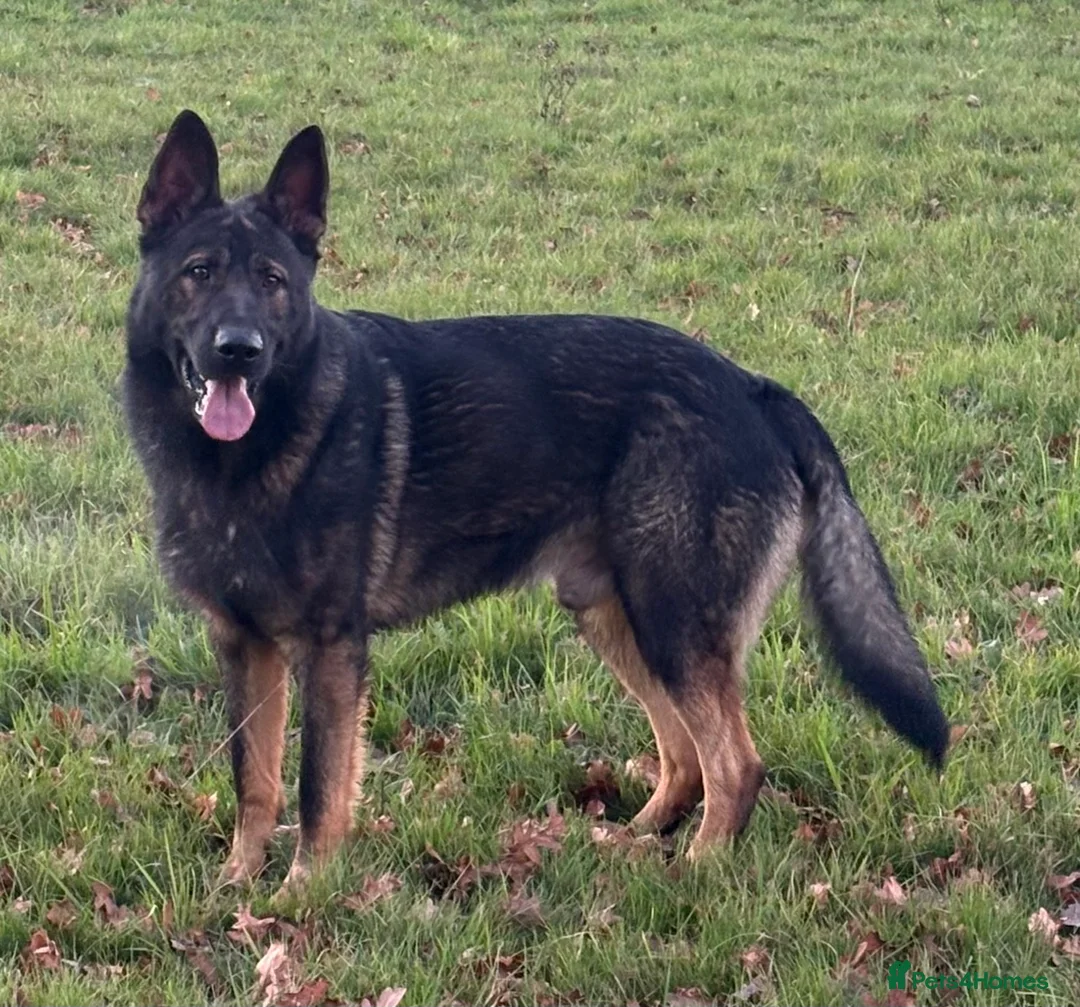 German Shepherd dogs for stud: Beautiful Fully health tested German shepherd stud - Advert 3
