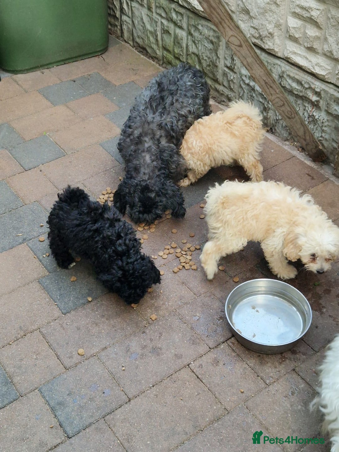 Poodle dogs for sale: 3/4 poodle puppies - Advert 2