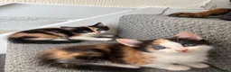 Mixed Breed cats for sale: Female Calico Kitten - Advert 4