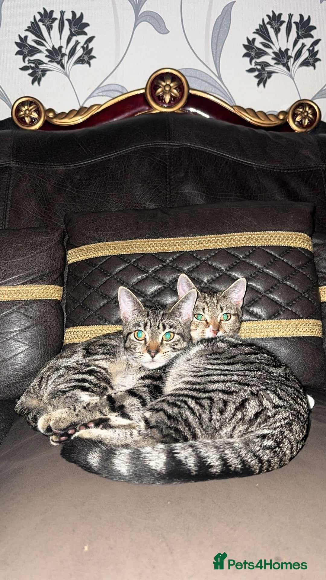 Mixed Breed cats for sale: Two Bonded Male Kittens – Neutered, Indoor - Advert 2