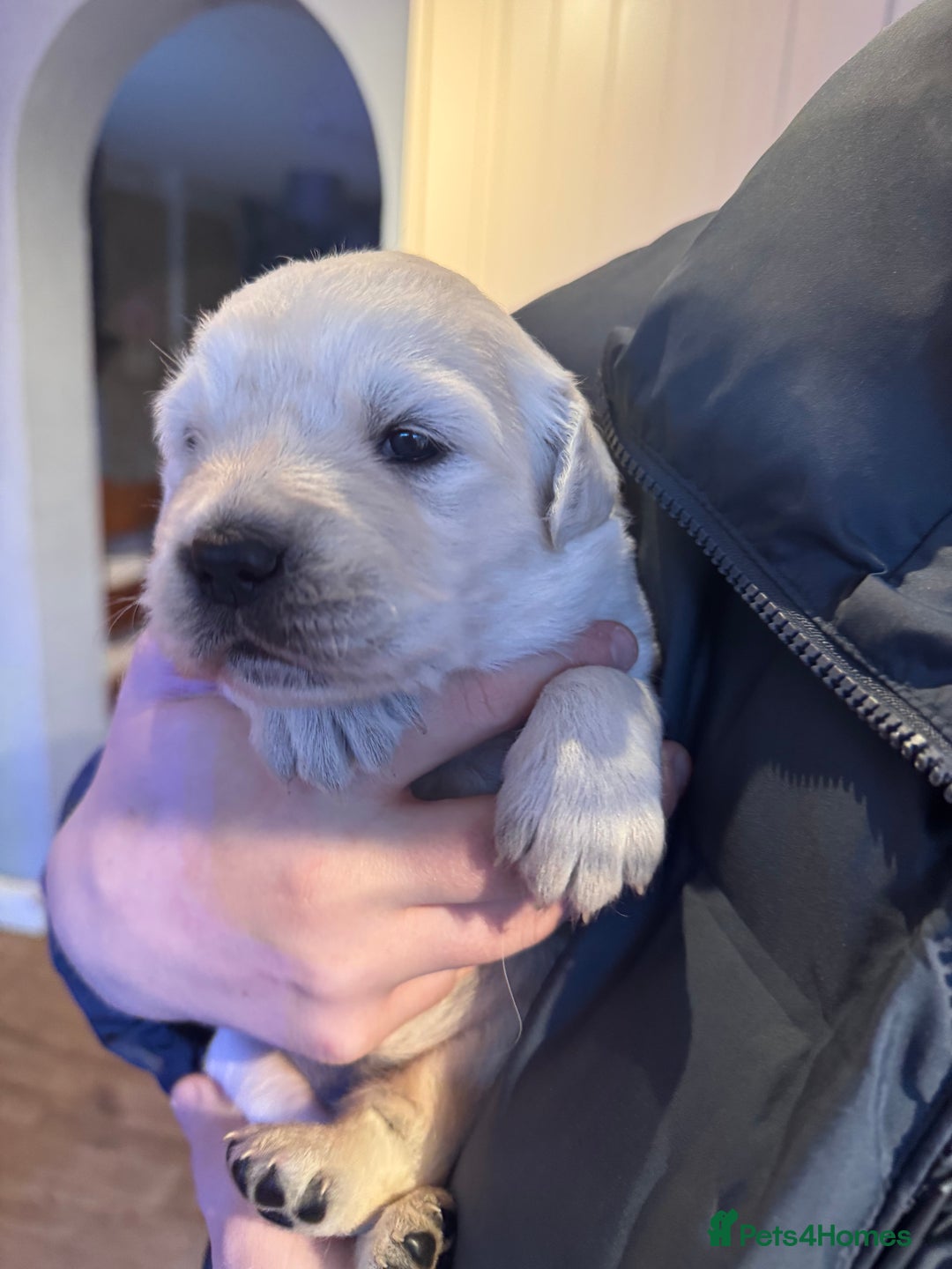 Golden Retriever dogs for sale: Beautiful and fluffy Golden Retriever puppies - Advert 5