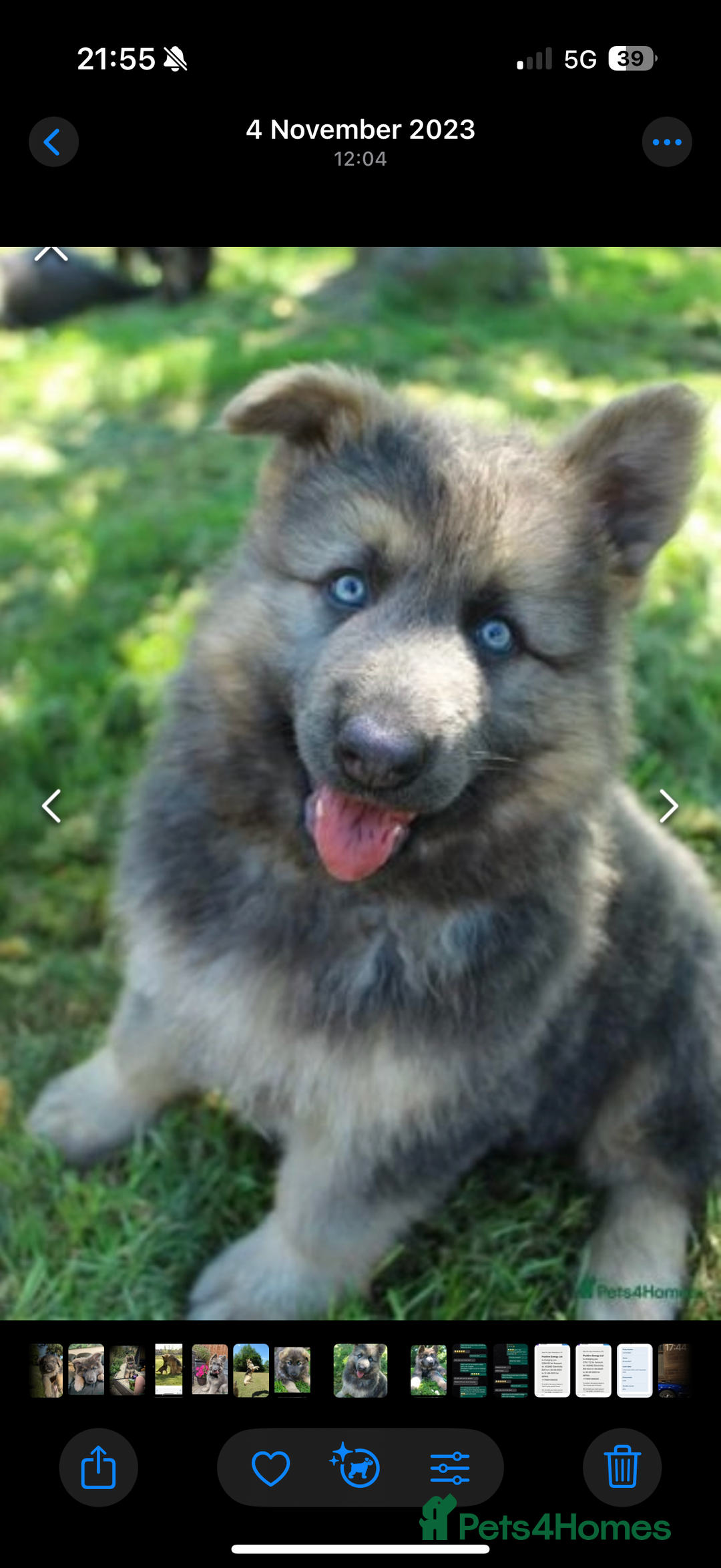 German Shepherd dogs for sale: 💙KC health tested parents 💙 - Advert 20