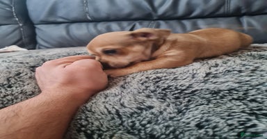 Jack Chi dogs Chihuahua x Jack Russell Puppies  - Advert 5