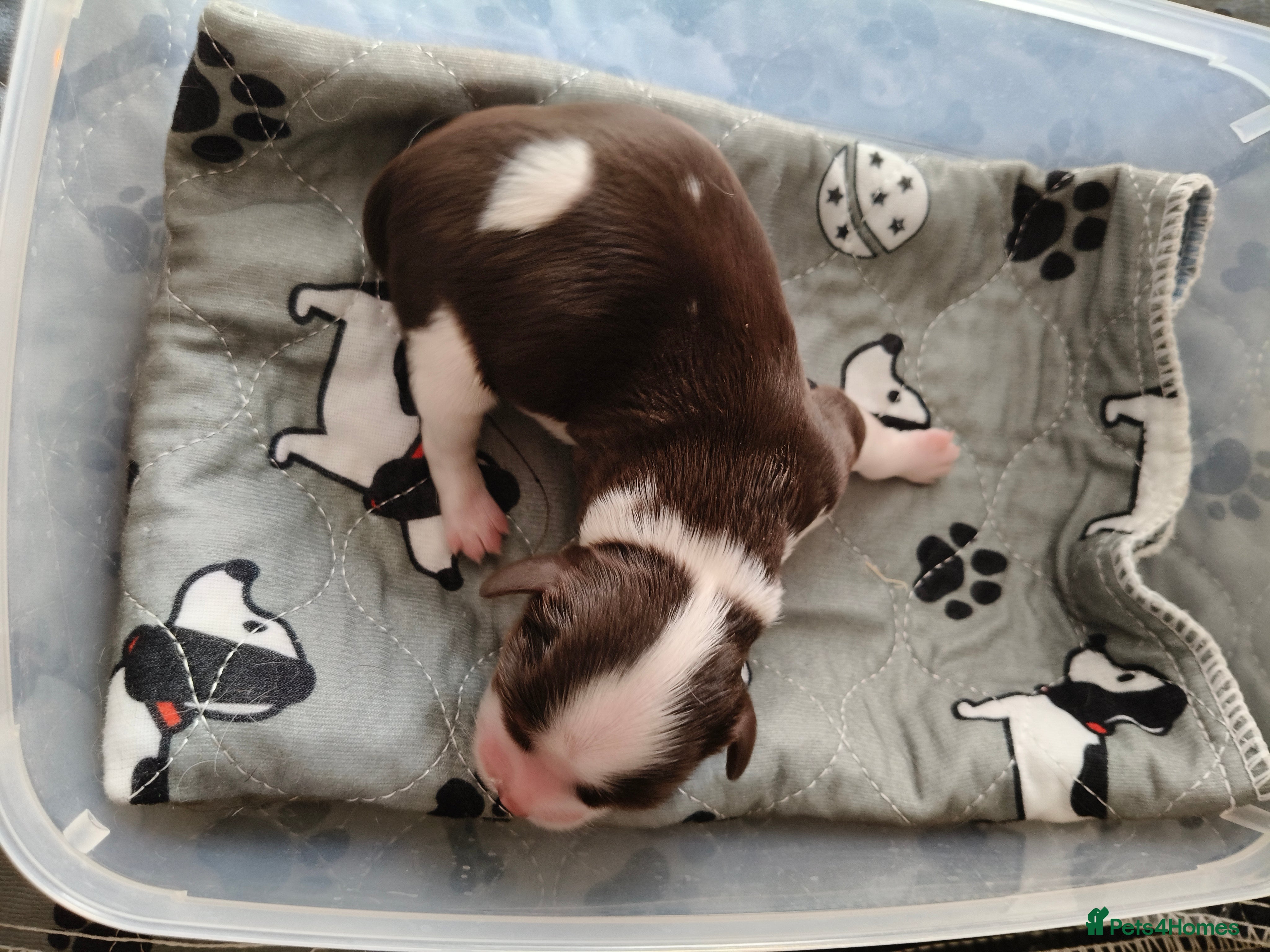 Cavalier King Charles Spaniel dogs Amazing 🤎Chocolate🤎 CKCS born today 25/05/26 - Advert 2