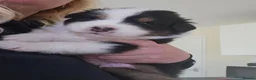 Australian Shepherd dogs for sale: 🐾 Beautiful Australian Shepherd (Aussie) Puppies  - Advert 14