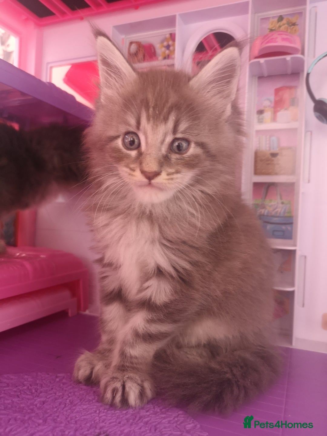 Maine Coon cats for sale: Maine Coon Kittens Parents Fully Health Tested - Image 12