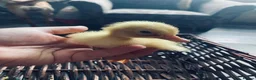 Chickens poultry for sale: Pekin bantam chicken chicks - Advert 5