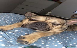 French Bulldog dogs for sale: French bulldog - Image 1