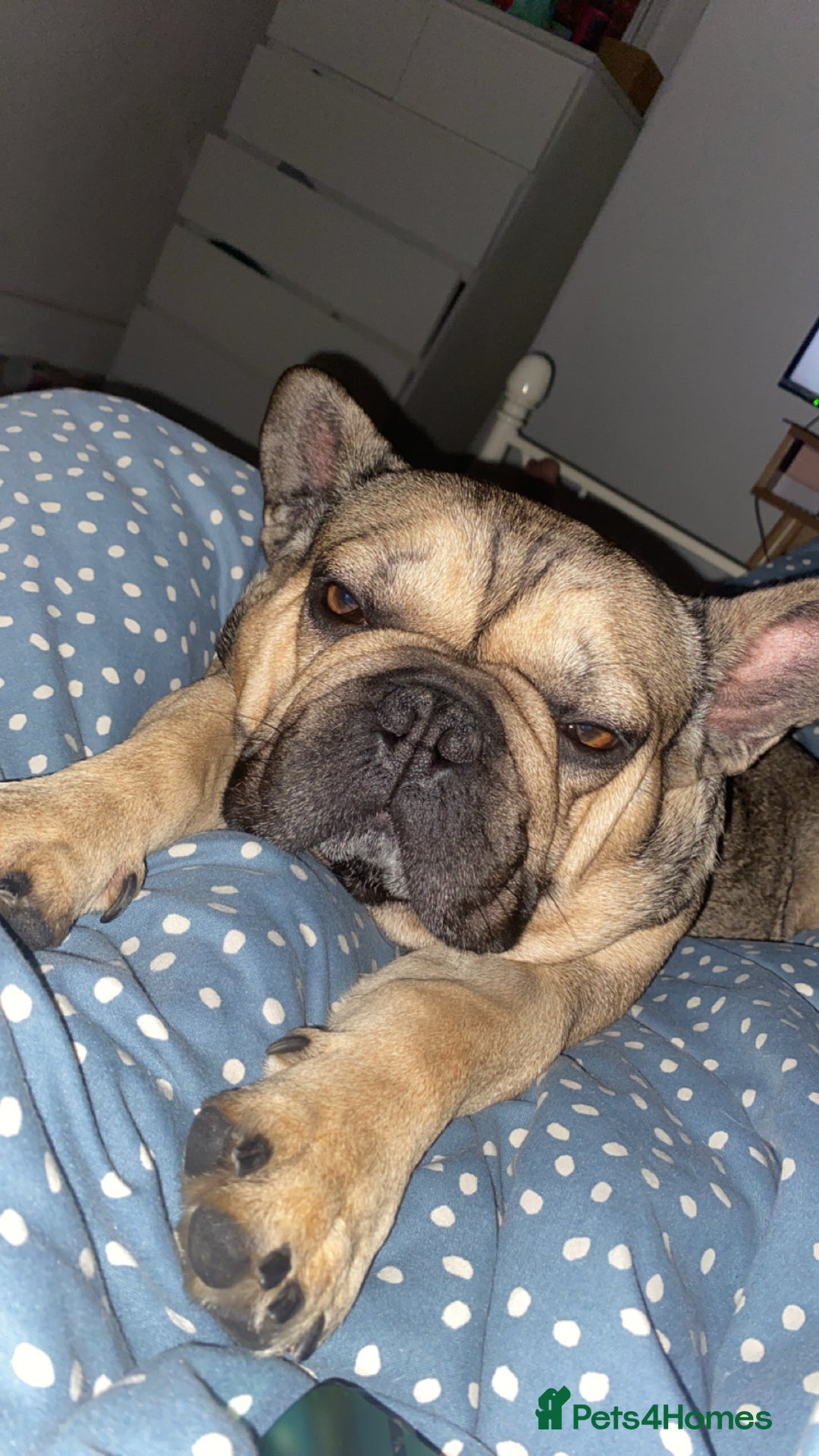 French Bulldog dogs for sale: French bulldog - Image 1