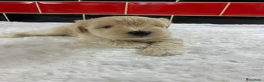 Miniature Schnauzer 5
