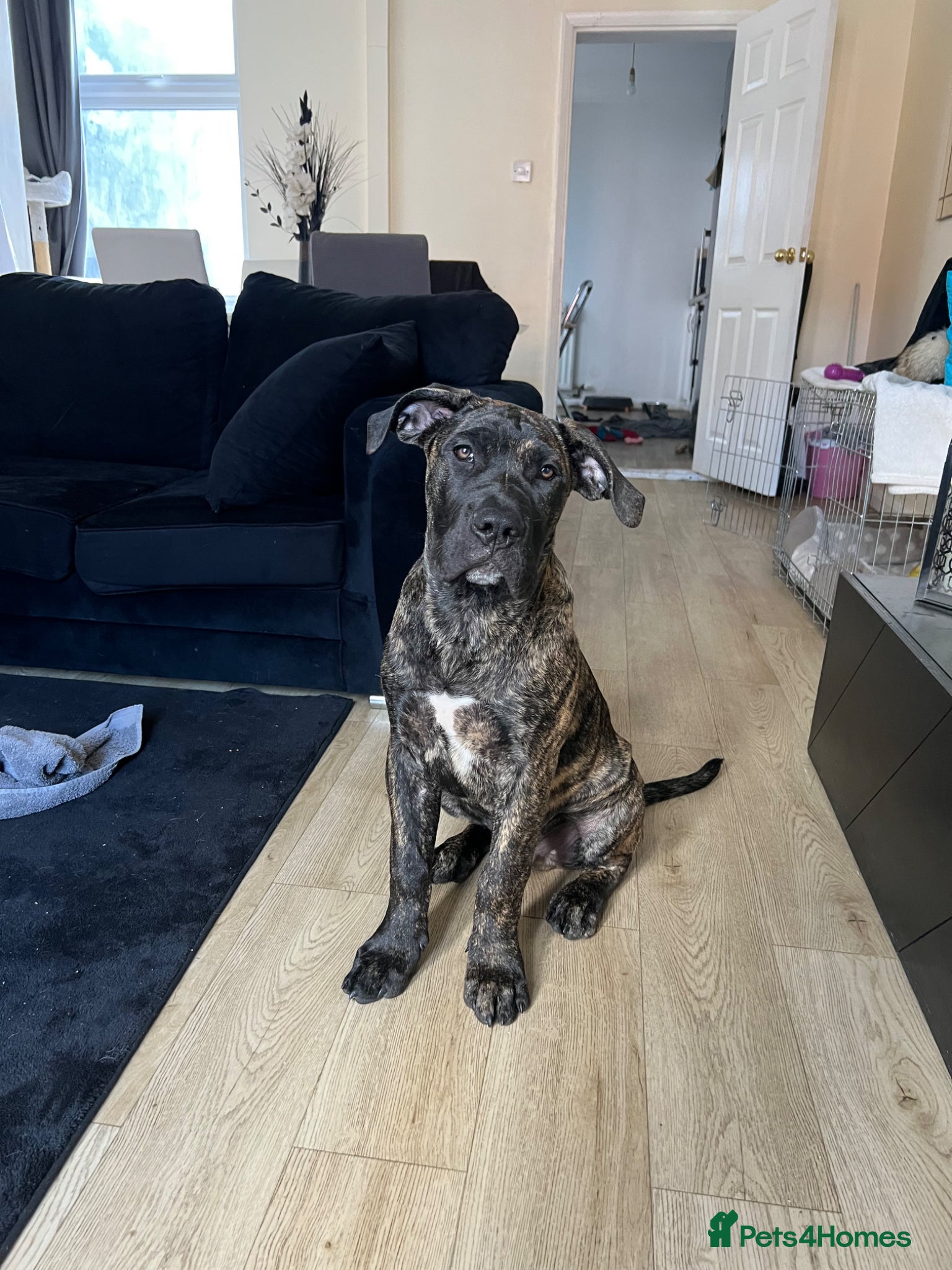 Presa Canario dogs Axel the Presa Canaro - Advert 4