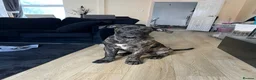 Presa Canario dogs for sale: Axel the Presa Canaro - Advert 1