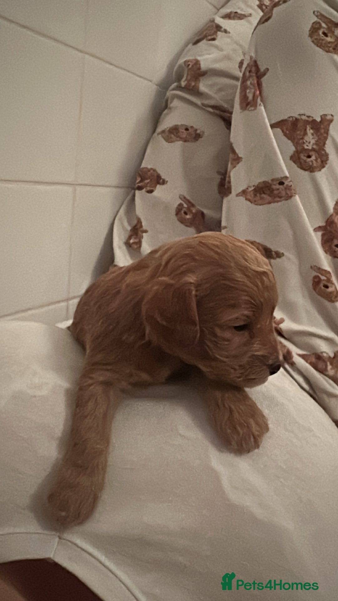 Cockapoo dogs for sale: Brown beautiful cockapoo puppies for sale! - Advert 6