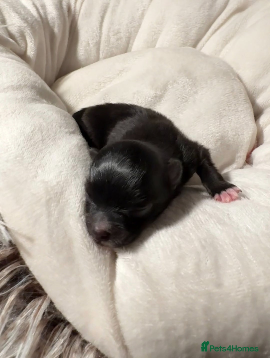 Pomeranian dogs for sale: Beautifu Litter- Russian/Chi Tien Pomeranian Pups - Advert 18