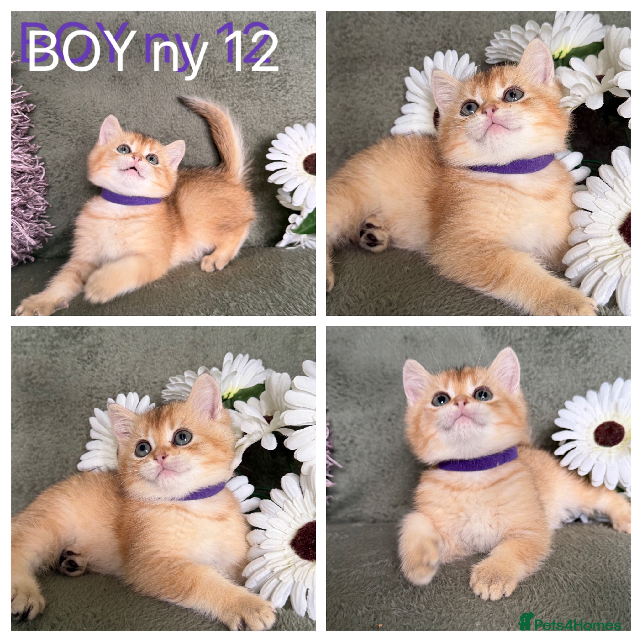 British Shorthair cats British shorthair adorable Blu golden GCCF kitens - Advert 7