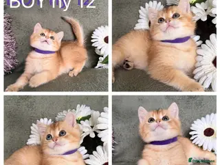 British Shorthair cats British shorthair adorable Blu golden GCCF kitens - Advert 7