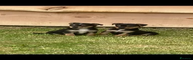 Jack Russell 2