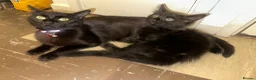 Mixed Breed cats for sale: Domestic Kittens - One Tabby, One Black/Dark Brown - Advert 5