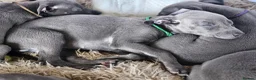 Whippet dogs for sale: KC registered Laguna lines Whippet Puppies  - Advert 12