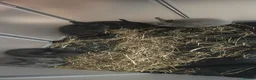 Netherland Dwarf rabbits for sale: Netherland Dwarf babies  - Advert 4