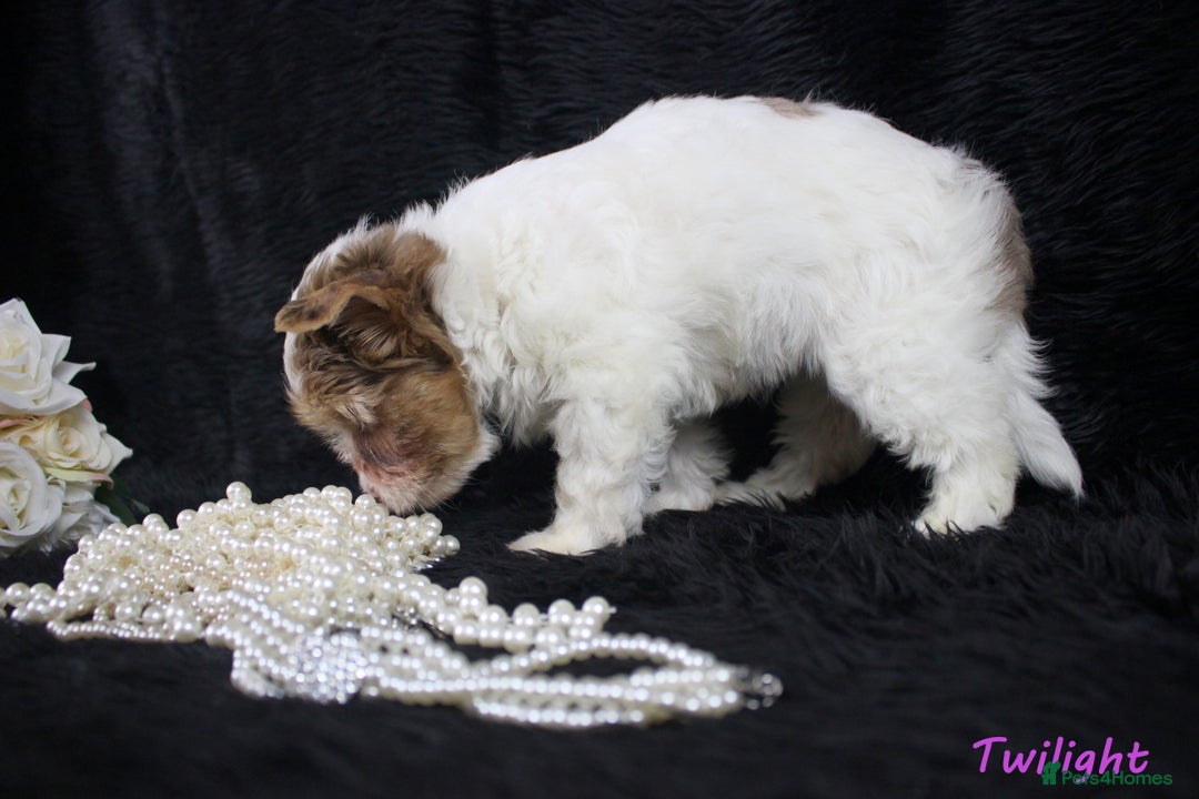 Yorkshire Terrier dogs for sale: Choc & White Yorkie Girl Blue eyes – Ready Now - Advert 11