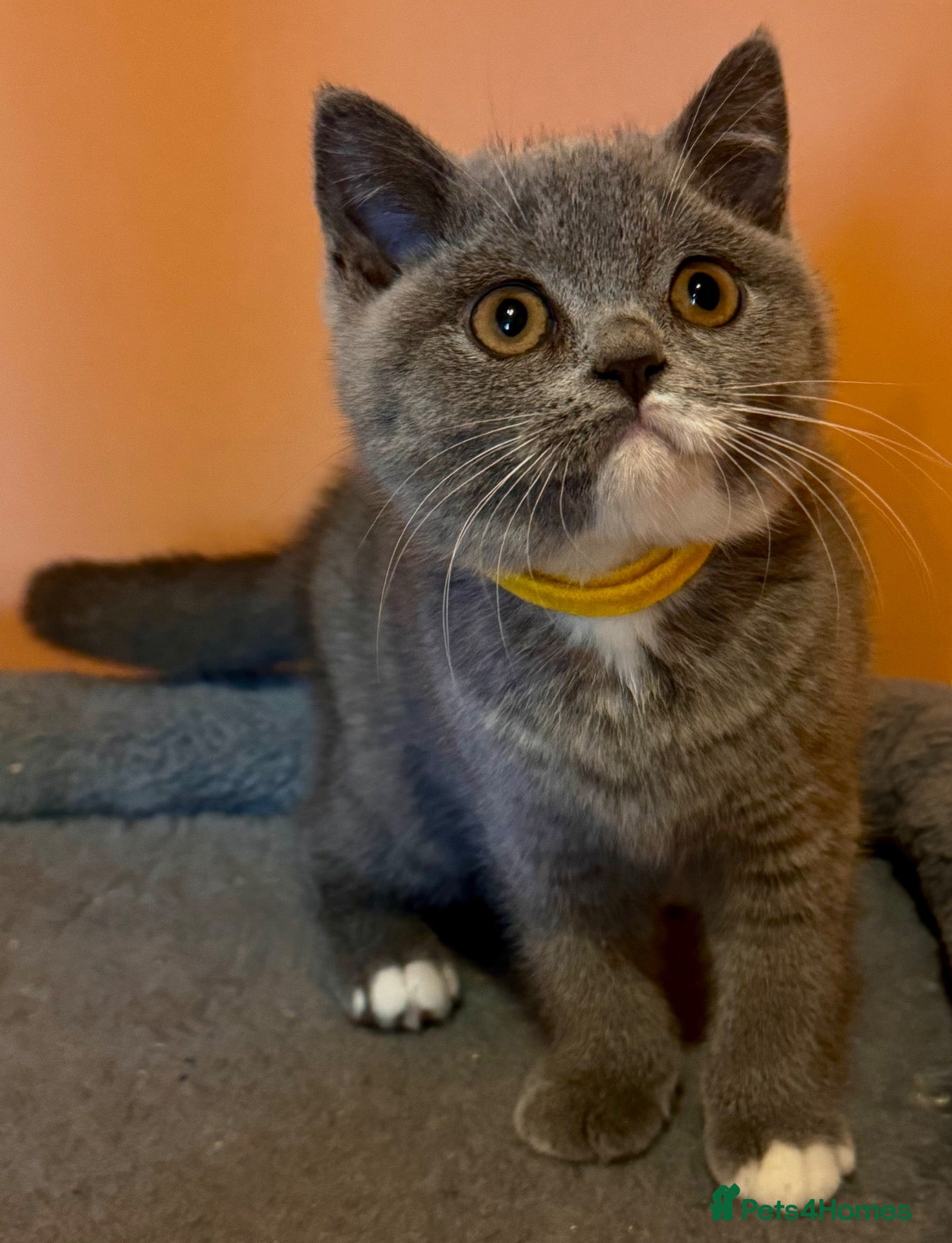 British Shorthair cats Stunning BSH girl for sale!!! - Advert 1