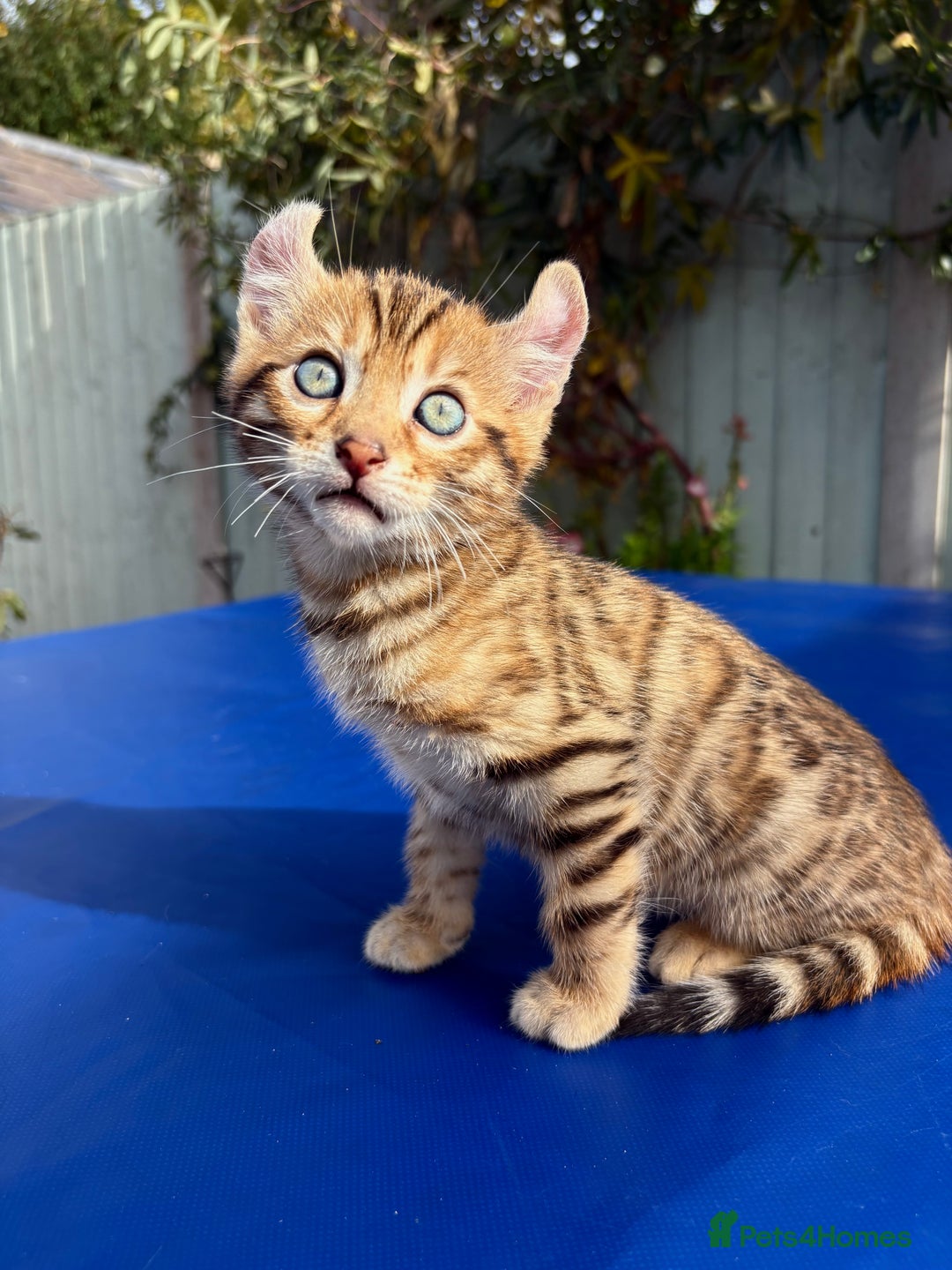 Keetso cats for sale: Stunning golden keetsos  - Image 27