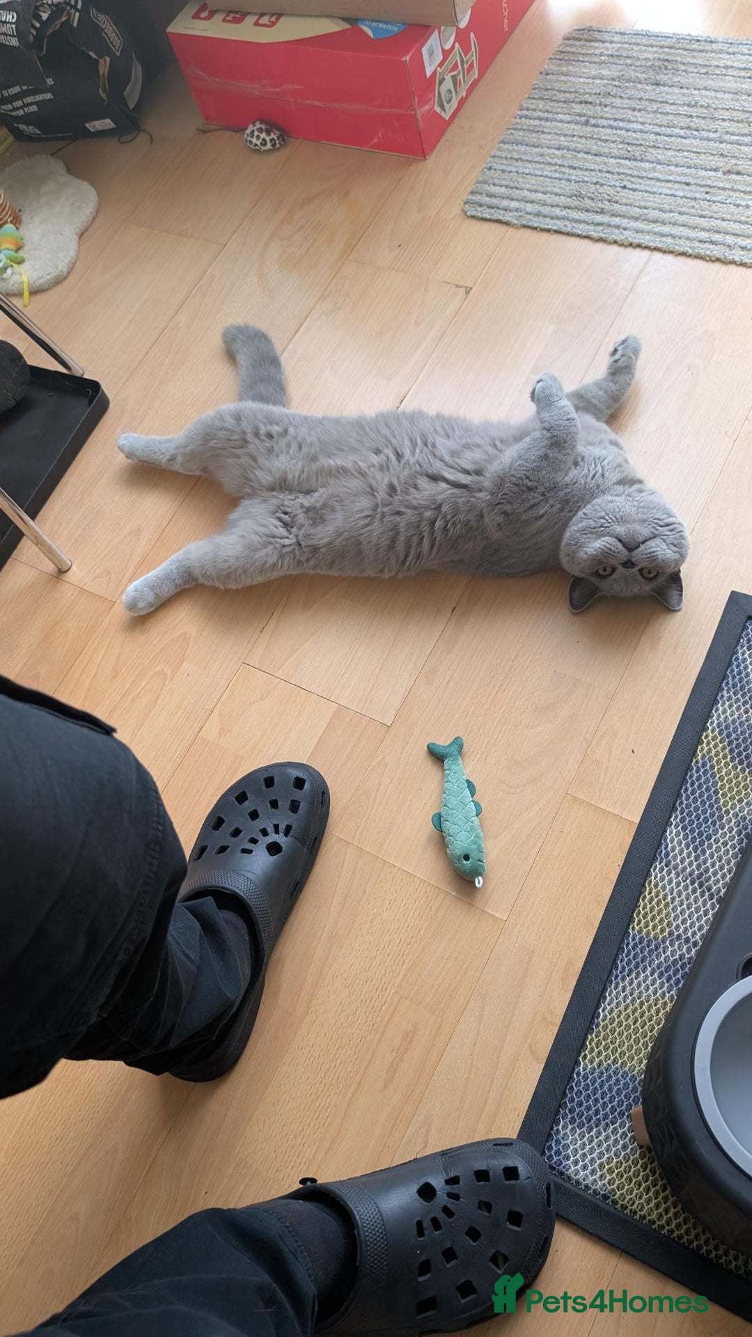 British Shorthair cats for sale: Beautiful British Blue Shorthair Male – 1 Yr Old - Advert 5