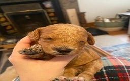 Cavapoochon dogs for sale: 🐾 Adorable F1b Cavapoochon Puppies- Ready Soon!🐾 - Image 11