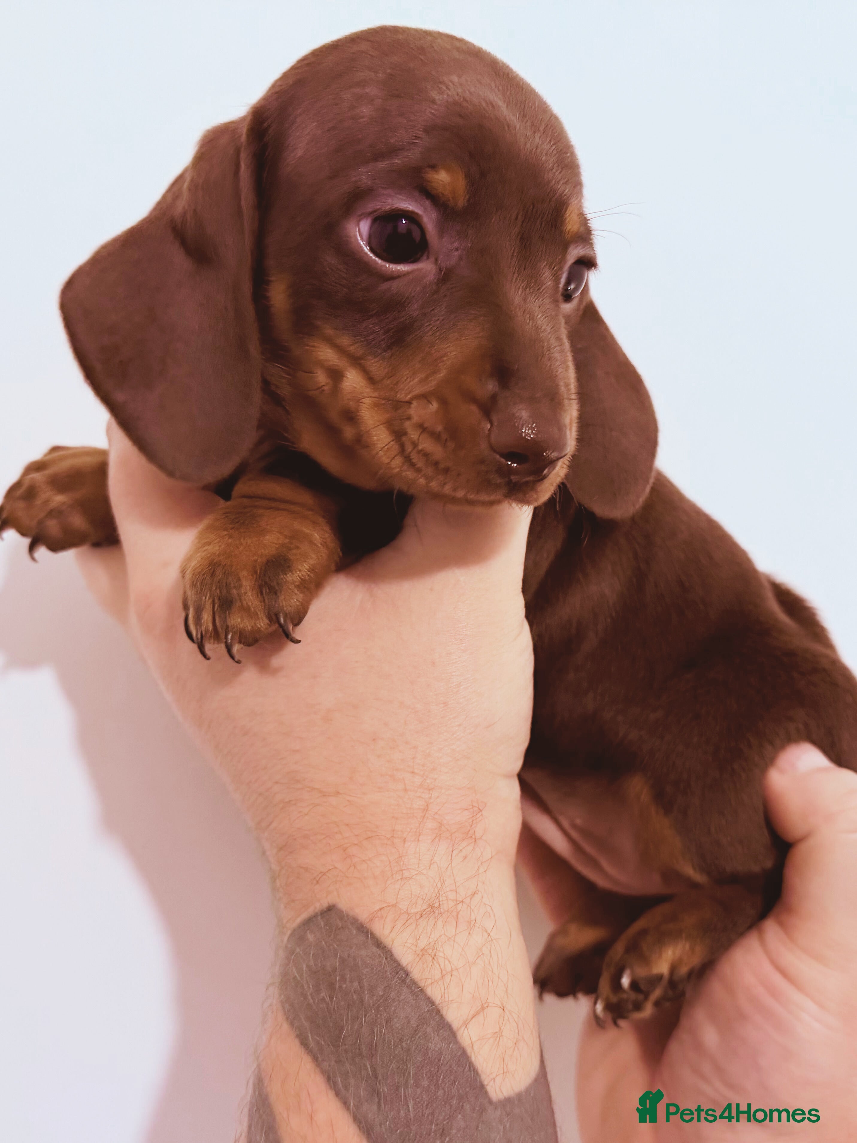 Miniature Dachshund dogs Beautiful miniature dachshund girls ready 22/3 - Advert 9