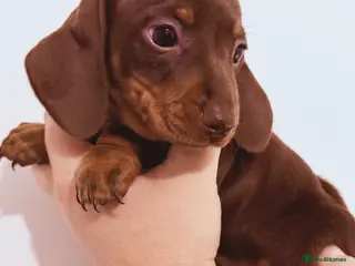 Miniature Dachshund dogs Beautiful miniature dachshund girls ready 22/3 - Advert 7