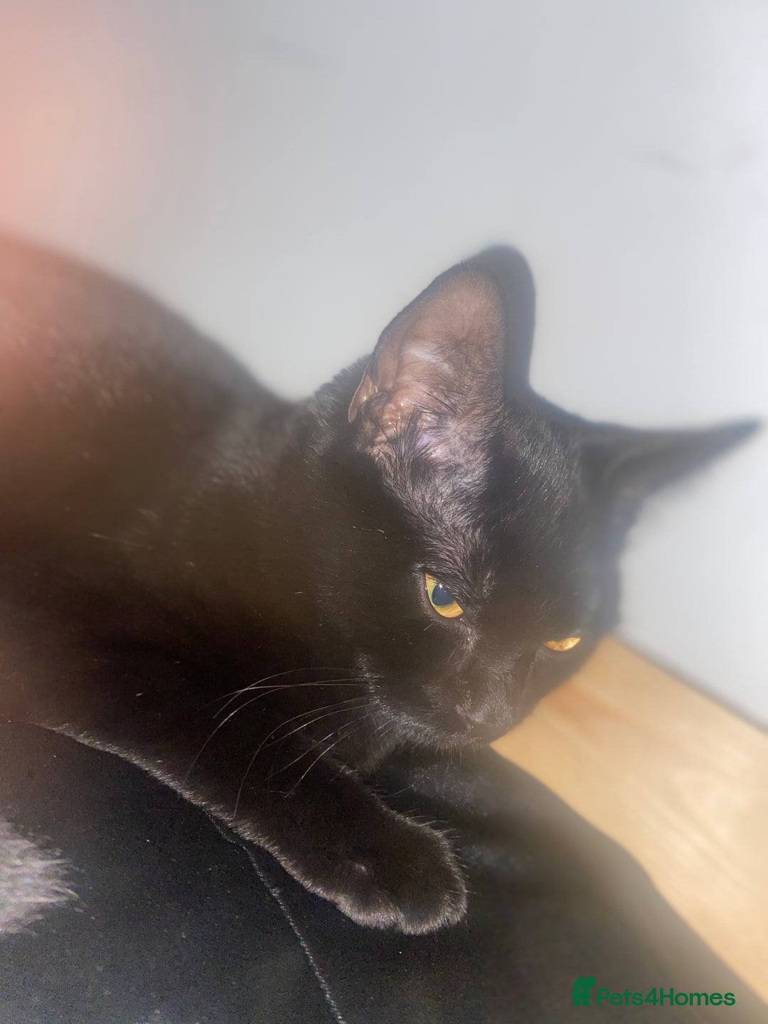 British Shorthair cats for sale: Black kitten looking for forever home.  - Advert 4