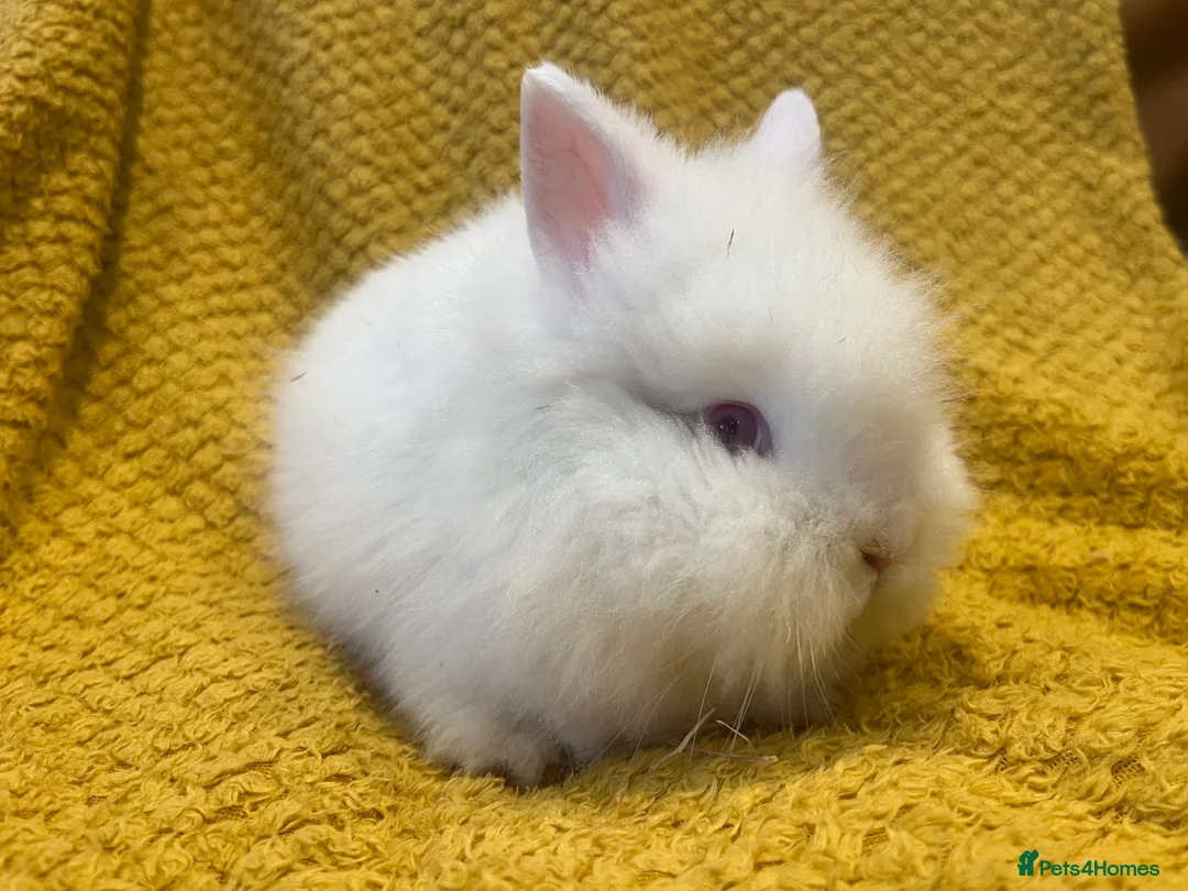 Mini Lop rabbits for sale: Mini lops  and mini double maned lionheads  - Advert 32