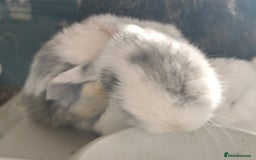 Mini Lop rabbits for sale: Pure Bred Mini Lops - Image 3