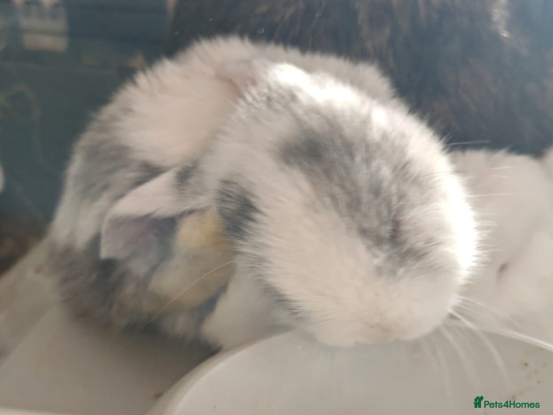 Mini Lop rabbits for sale: Pure Bred Mini Lops - Image 3